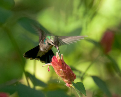 Broad-Billed Hummingbird