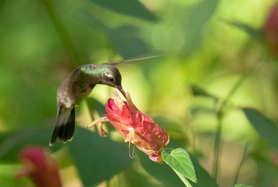 Broad-Billed Hummingbird