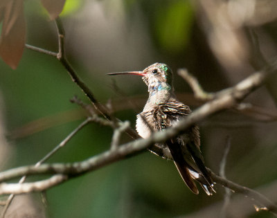 Broad-Billed Hummingbird