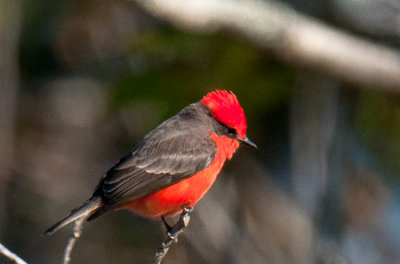 Vermillion Flycatcher