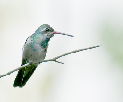 Broad-Billed Hummingbird  immature male