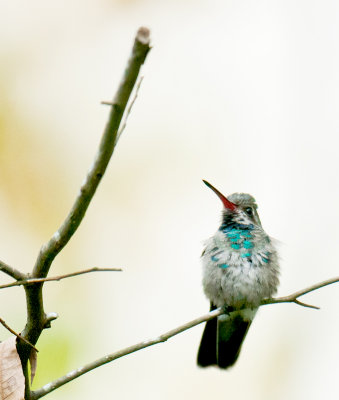 Broad-Billed Hummingbird