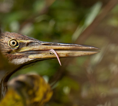 American Bittern