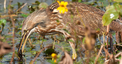 American Bittern