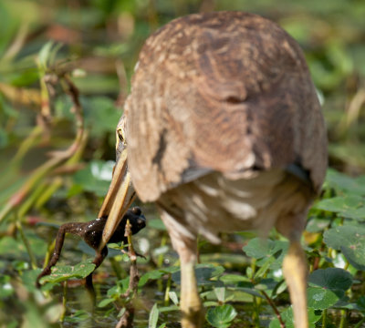 American Bittern