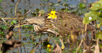 American Bittern