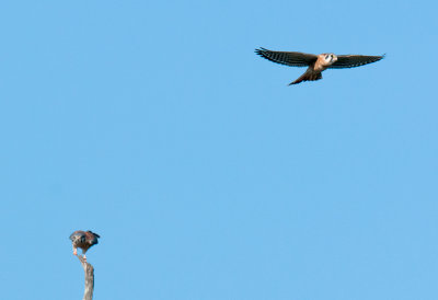 American Kestrel