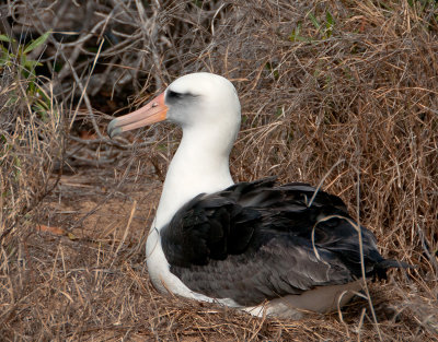 Laysan Albatross