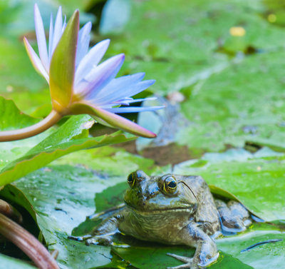 Green Bullfrog