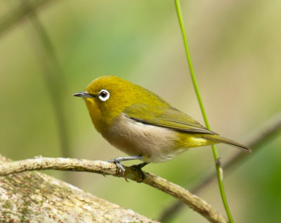 Japanese White-Eye