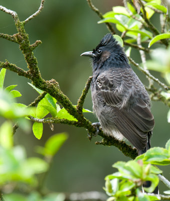 Red-Vented Bulbul