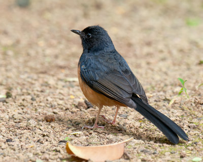 White-Rumped Shama Thrush