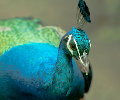 Common Peafowl