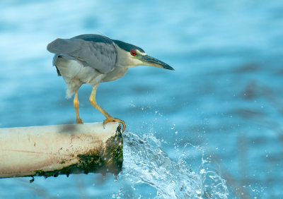 Black-Crowned Night-Heron