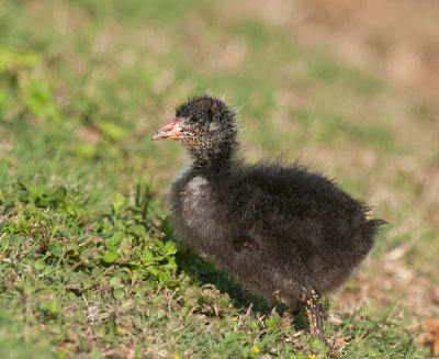 Hawaiian Moorhen Chick