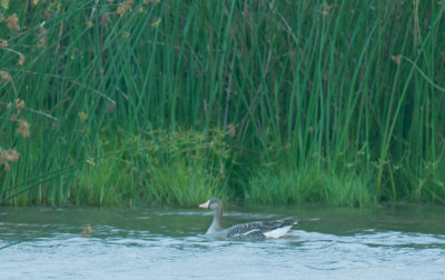 Lesser White-Fronted Goose