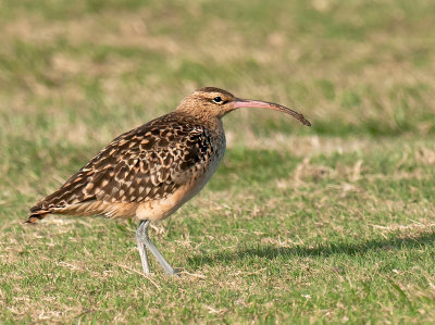 Bristle-Thighed Curlew