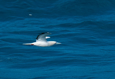 Red-Footed Booby