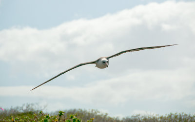 Laysan Albatross