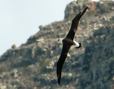 Laysan Albatross