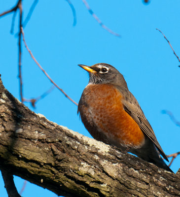 American Robin