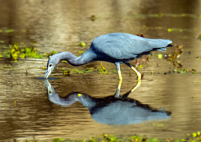 Little Blue Heron