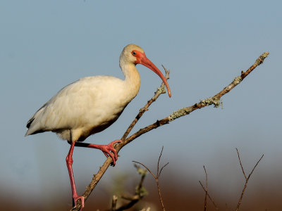 White Ibis