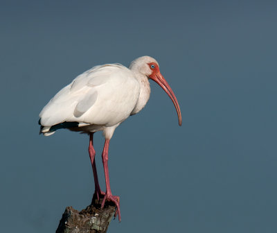 White Ibis