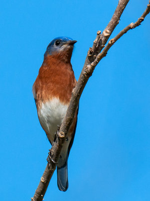 Eastern Bluebird