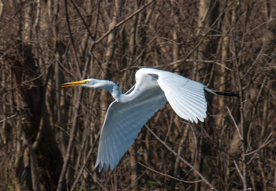 Great Egret