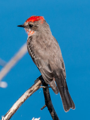 Vermilion Flycatcher