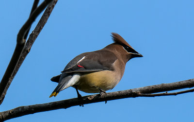 Cedar Waxwing