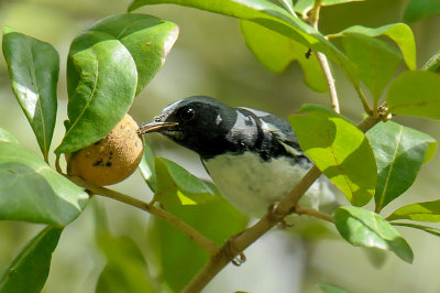 Black-throated Blue Warbler