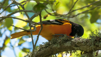 Baltimore Oriole