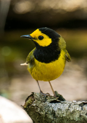 Hooded Warbler