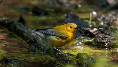 Prothonotary Warbler