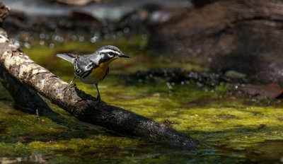 Yellow-throated Warbler