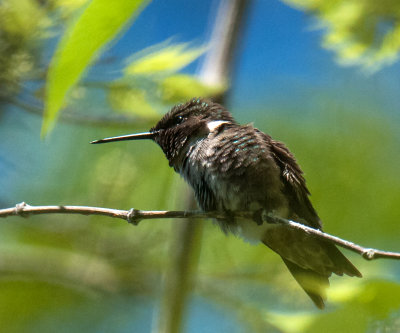 Black-Chinned Hummingbird