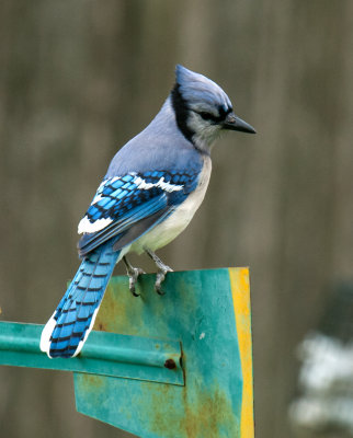 Blue Jay