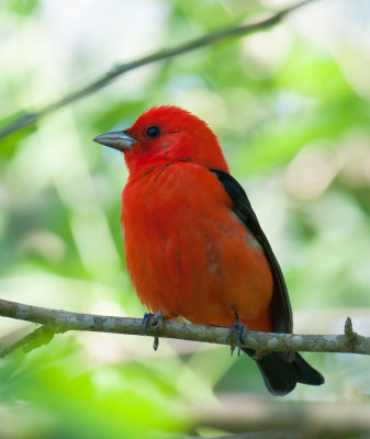 Scarlet Tanager