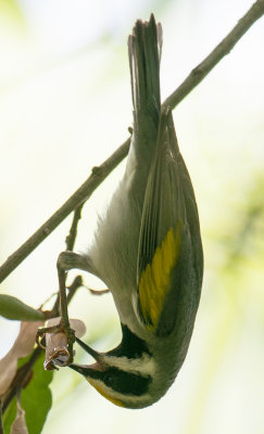 Golden-winged Warbler