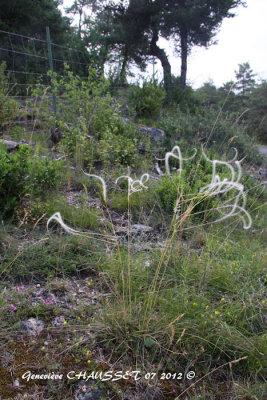 04 07 2012 GORGES TARN montpellier le vieux G (51).JPG