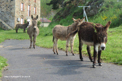 Les Anes , compagnons indispensables sur St Jacques