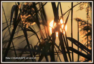 Lev de soleil sur les marais