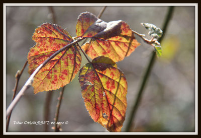 Feuilles Fanes 