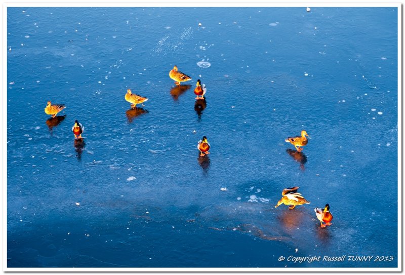 More ducks on ice