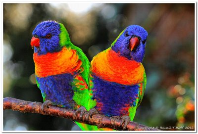 Fluoro Parrots