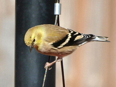 First Finch of the Fall