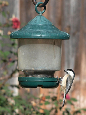 Chickadee