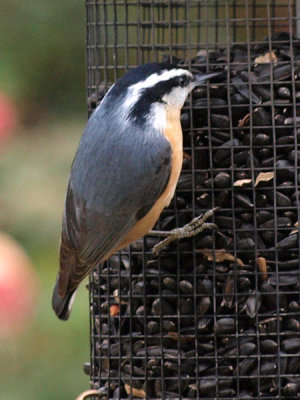 Nuthatch